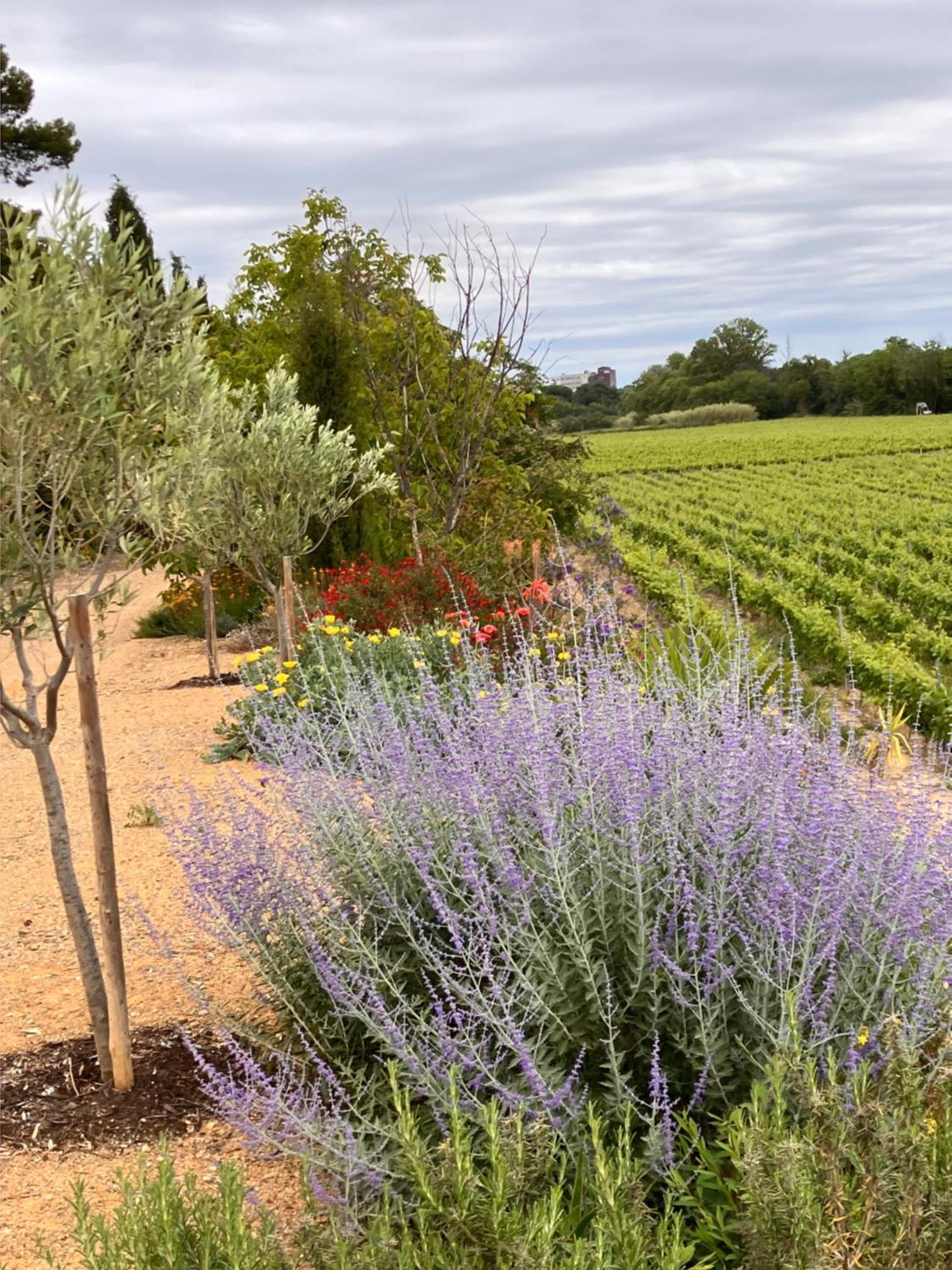 Domaine De L'Herbe Sainte Mirepeisset Eksteriør billede