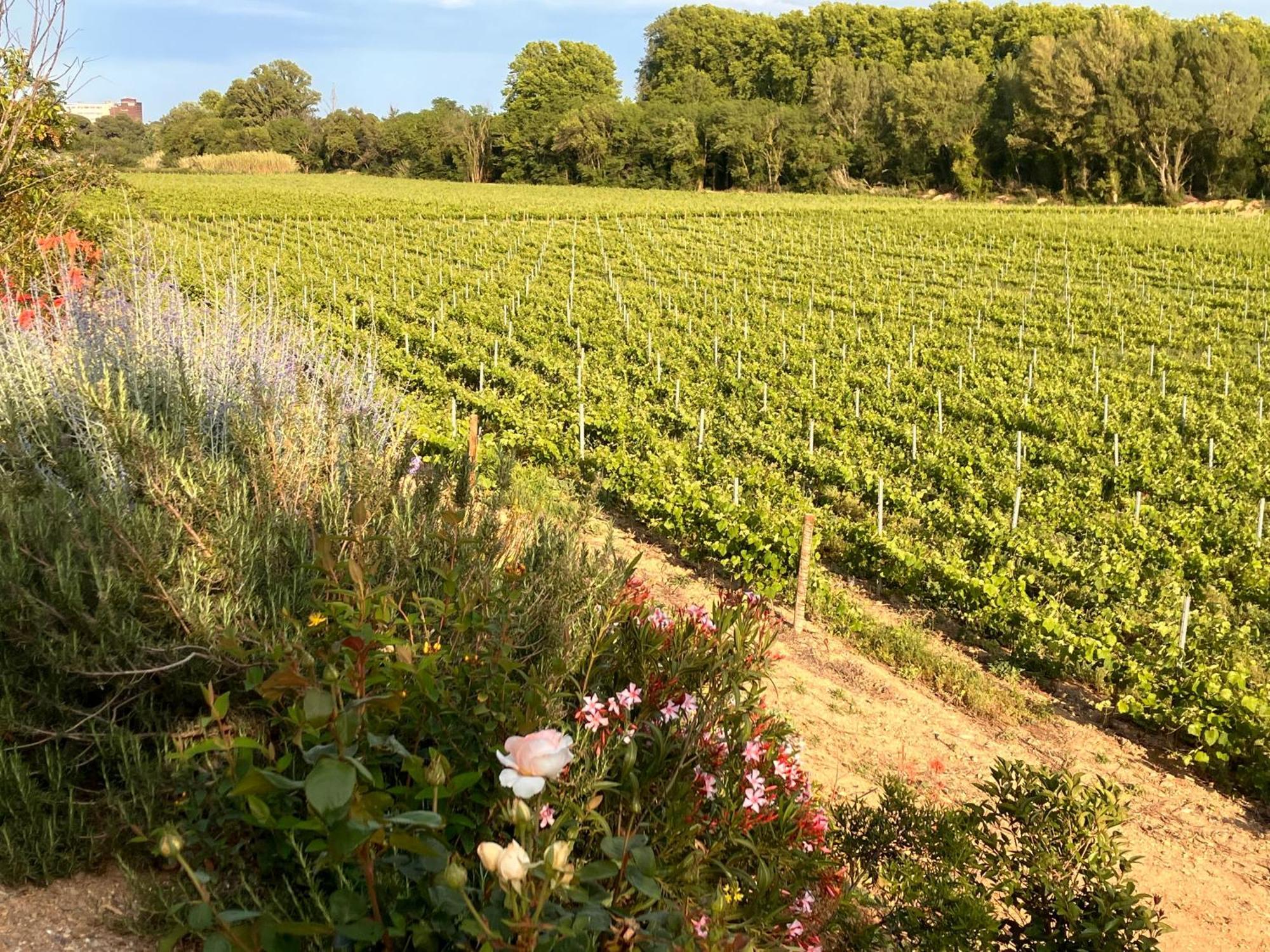 Domaine De L'Herbe Sainte Mirepeisset Eksteriør billede